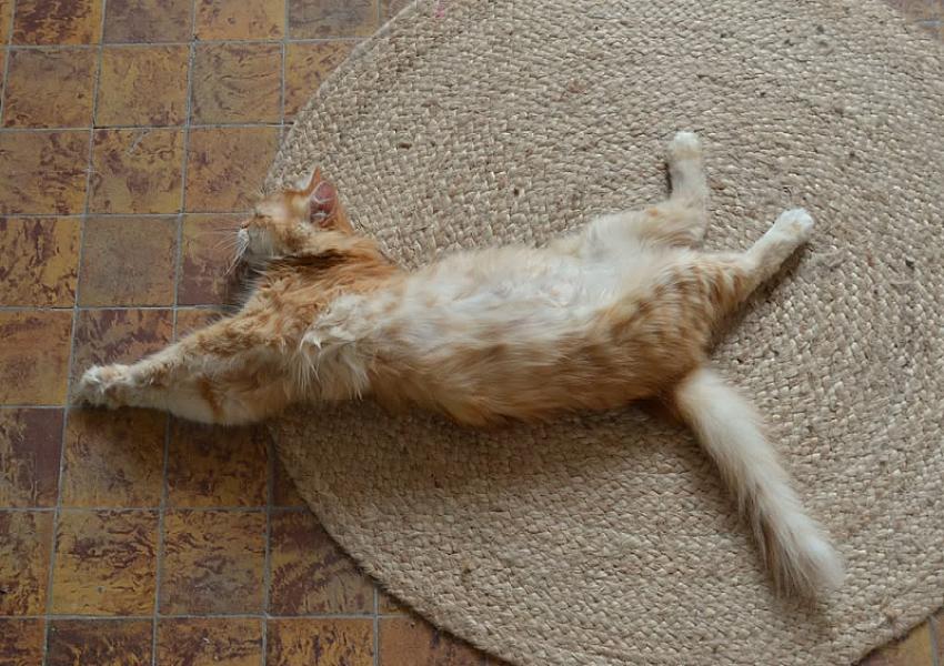 Kattenpraat