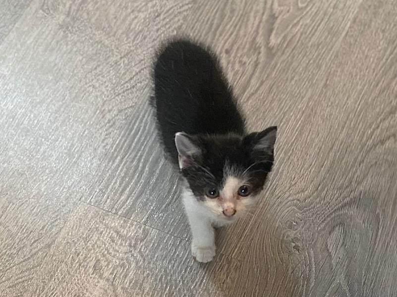 Kattenpraat
