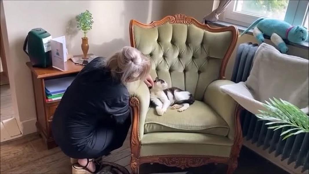 Kattenpraat