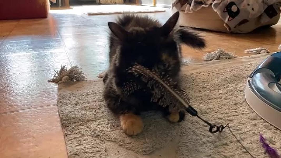 Kattenpraat