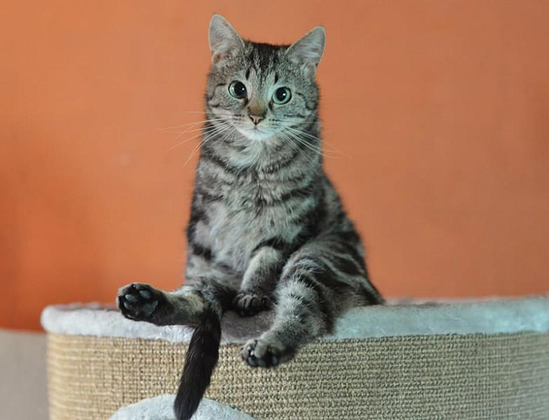 Kattenpraat