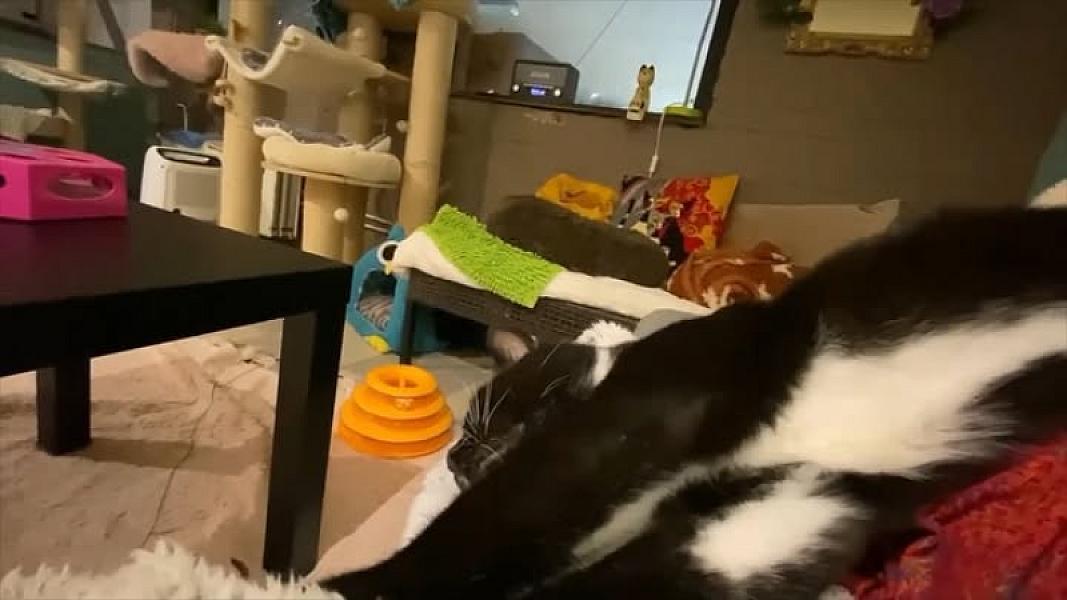 Kattenpraat