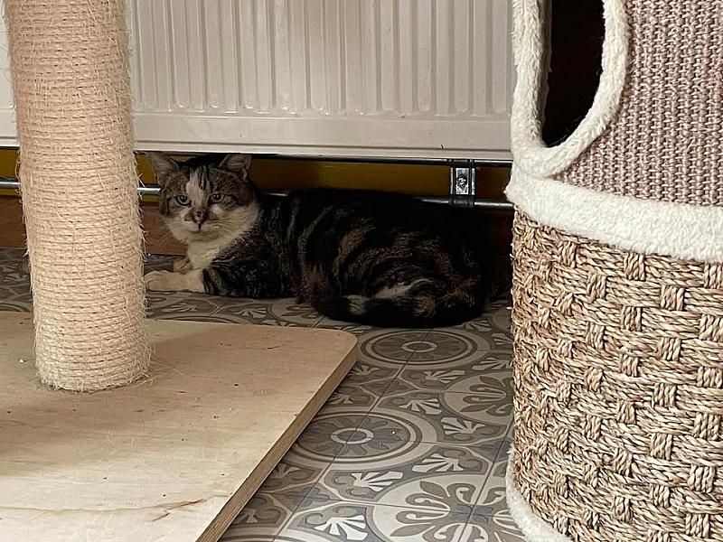 Kattenpraat