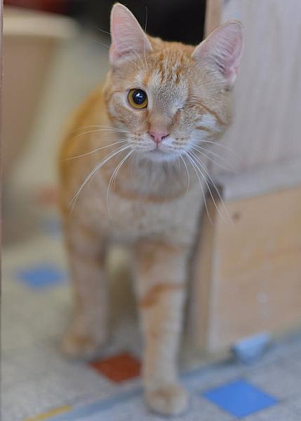 Kattenpraat