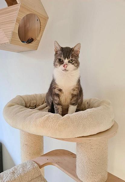 Kattenpraat