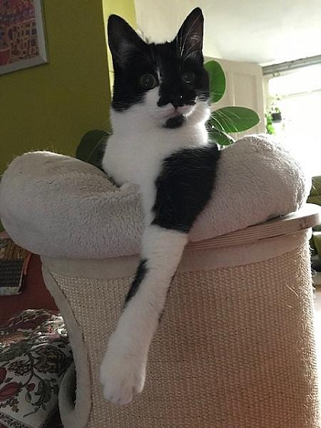 Kattenpraat