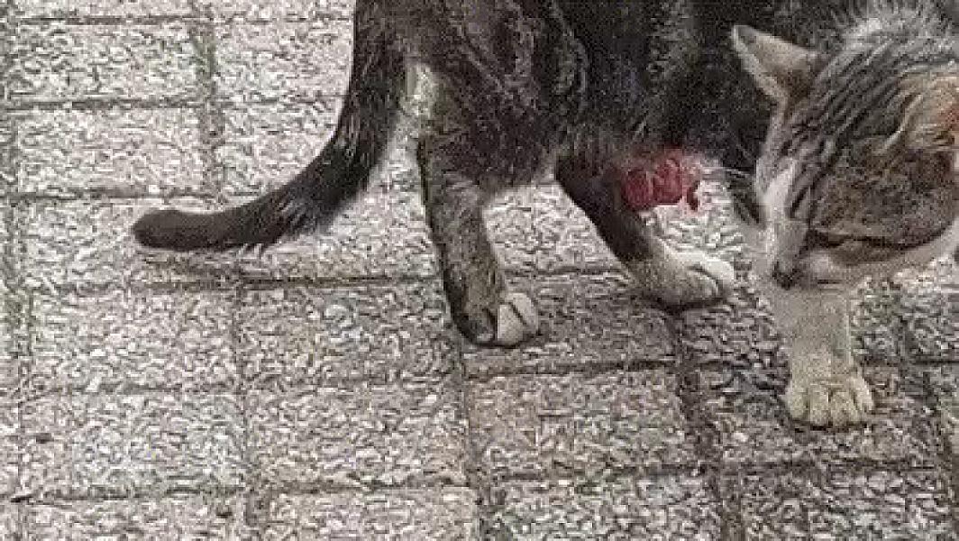 Kattenpraat