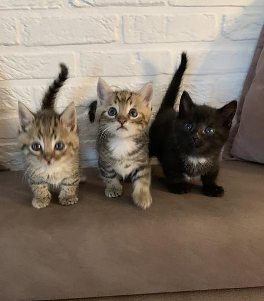 Kattenpraat