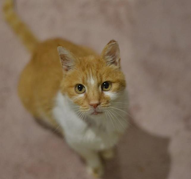 Kattenpraat