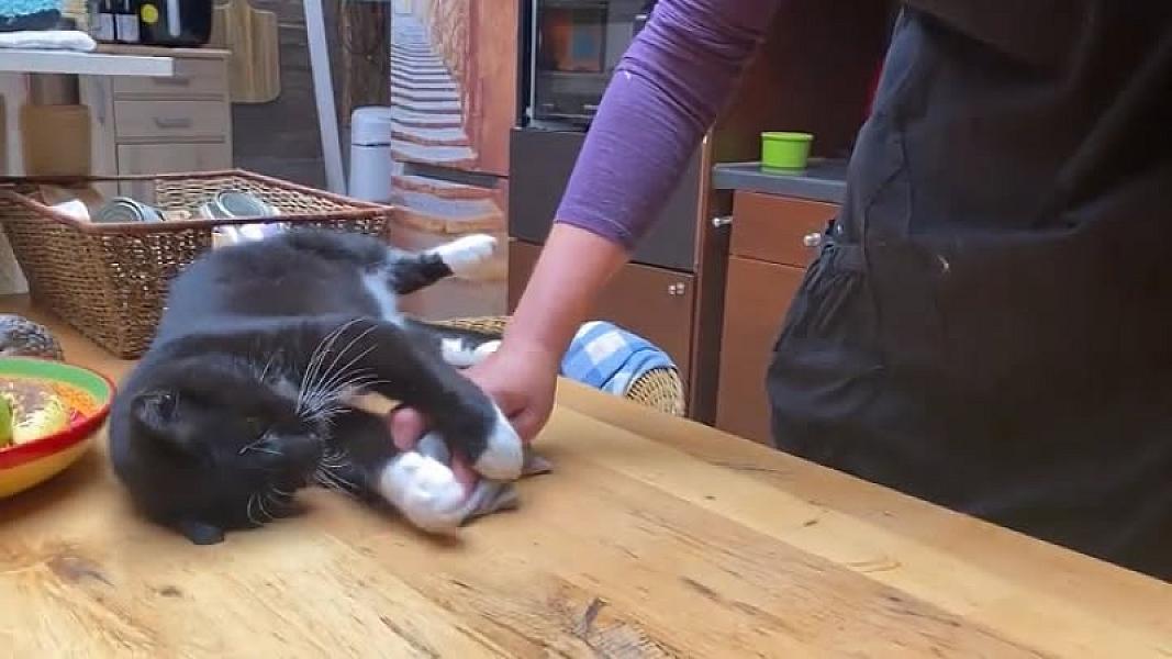 Kattenpraat
