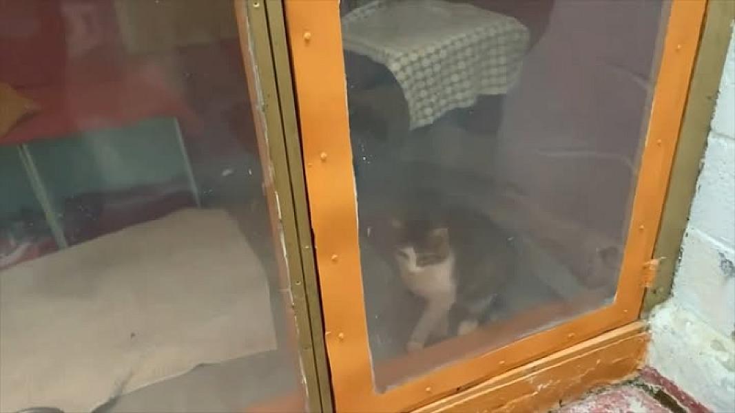Kattenpraat
