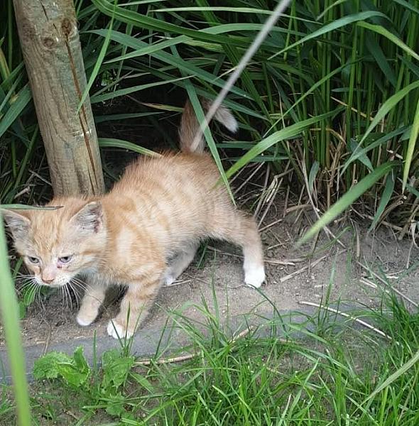 Kattenpraat