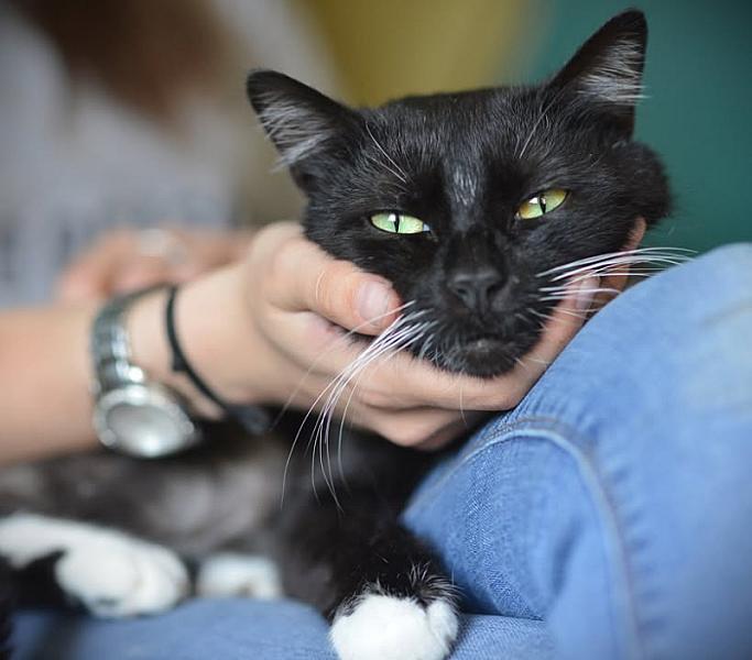 Kattenpraat