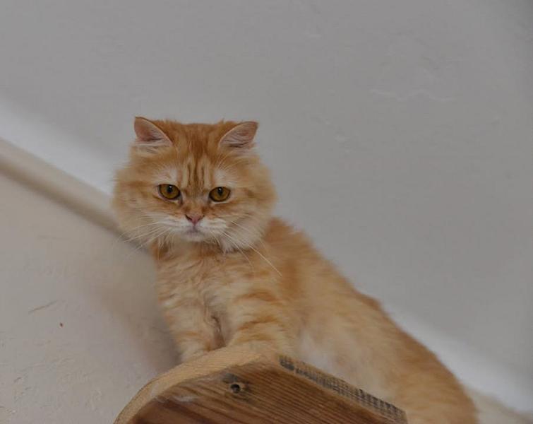 Kattenpraat