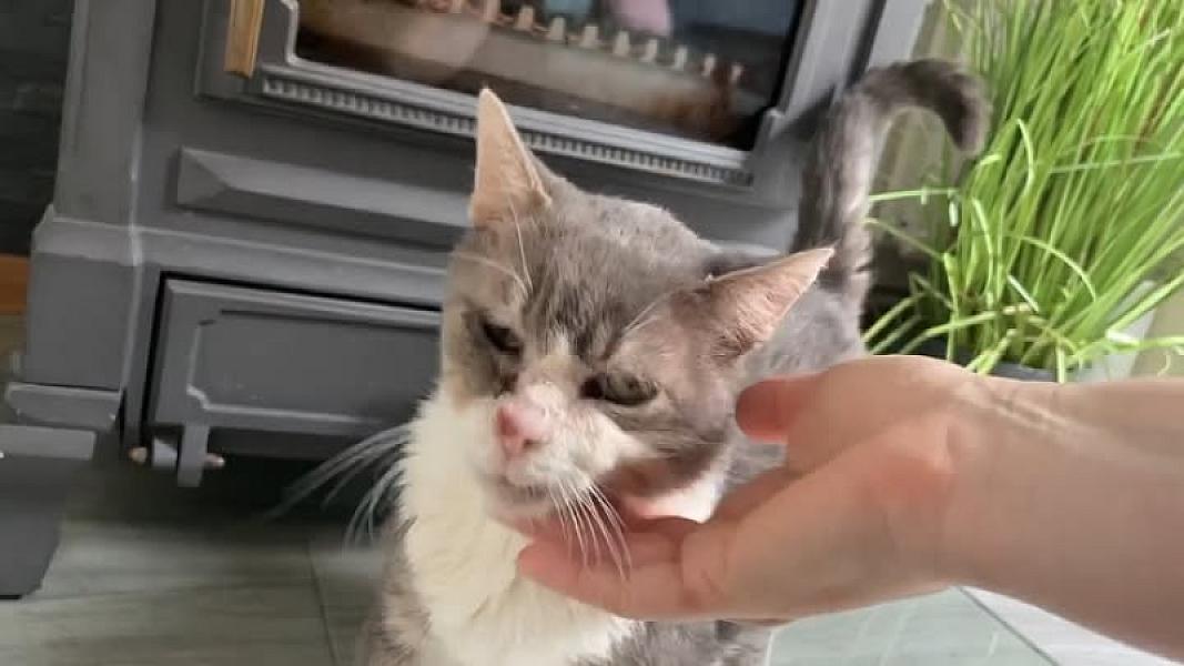 Kattenpraat