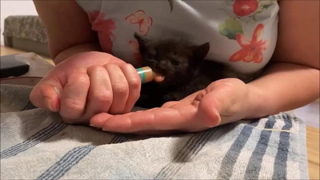 Kattenpraat