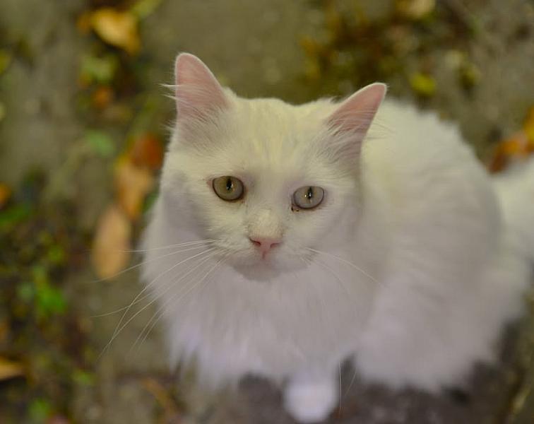 Kattenpraat