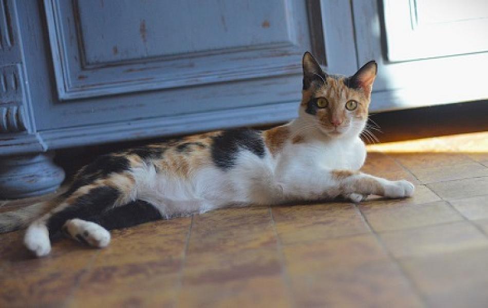 Kattenpraat