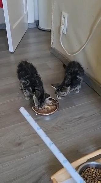 Kattenpraat