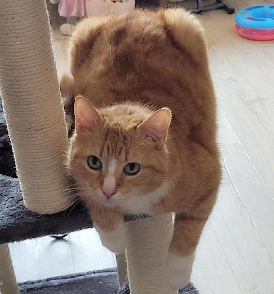 Kattenpraat