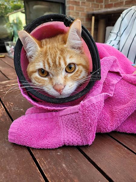Kattenpraat