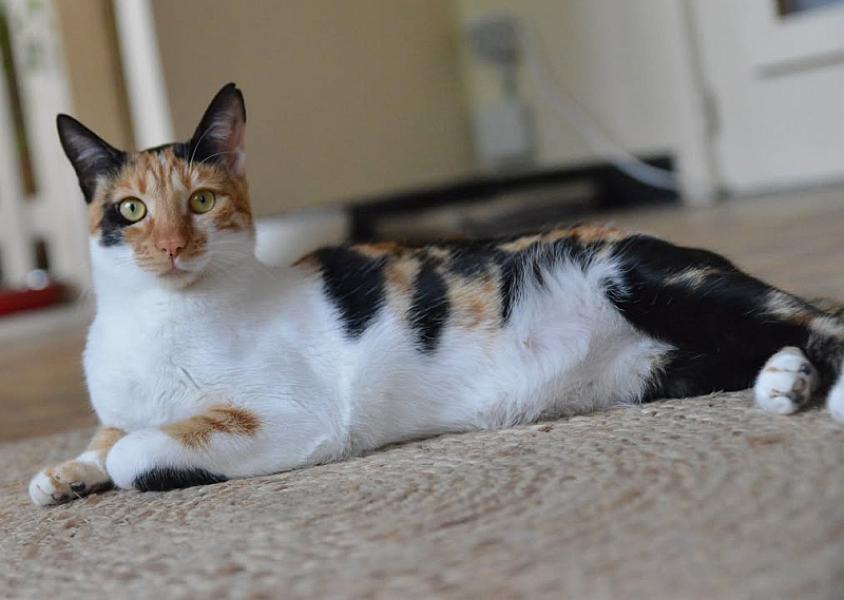 Kattenpraat