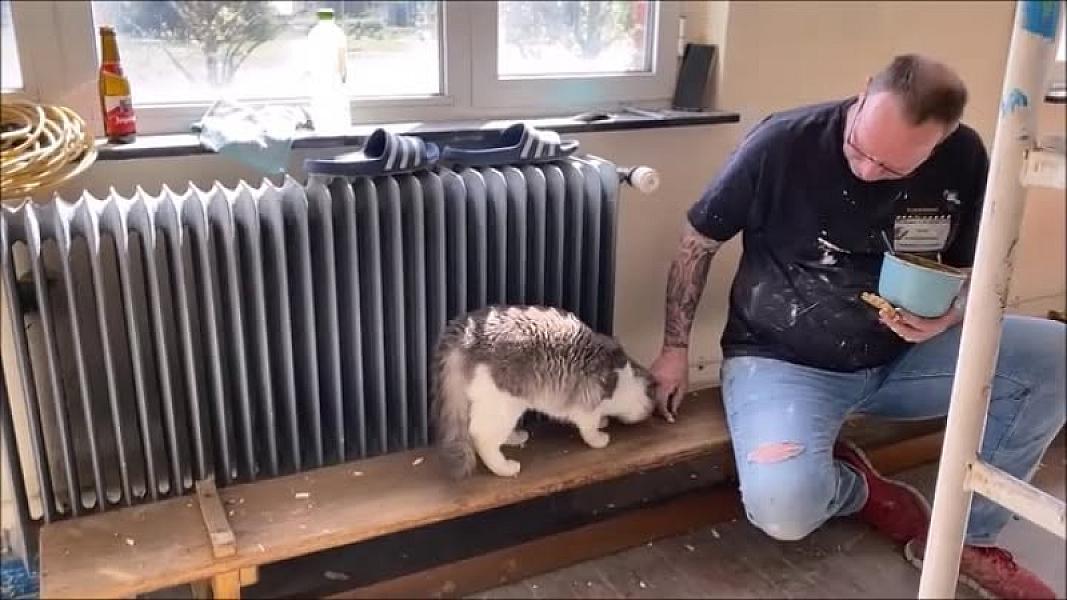 Kattenpraat