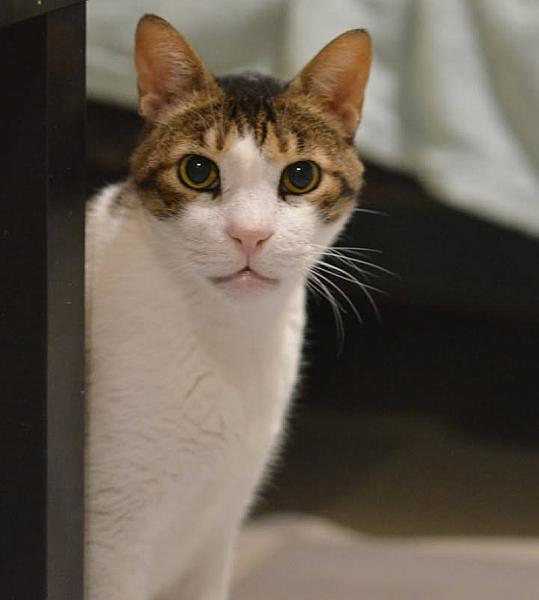 Kattenpraat