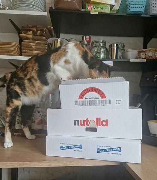 Kattenpraat