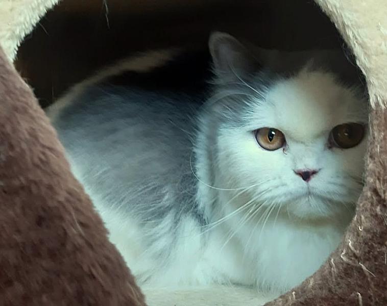 Kattenpraat