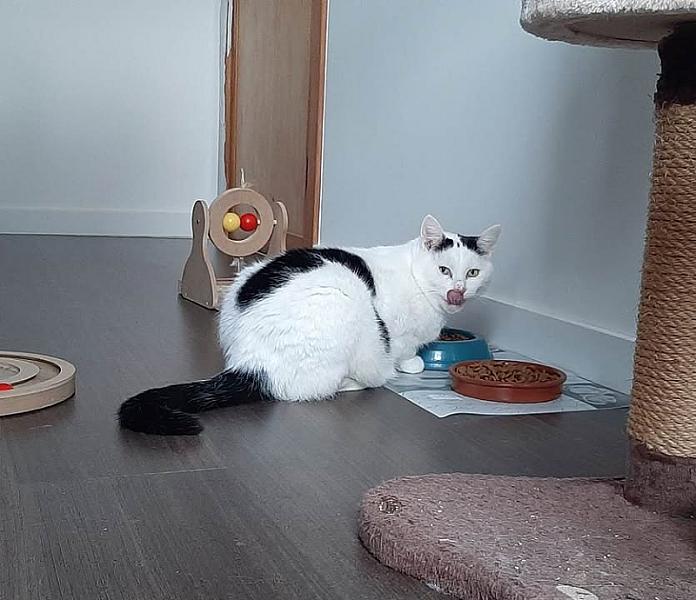 Kattenpraat