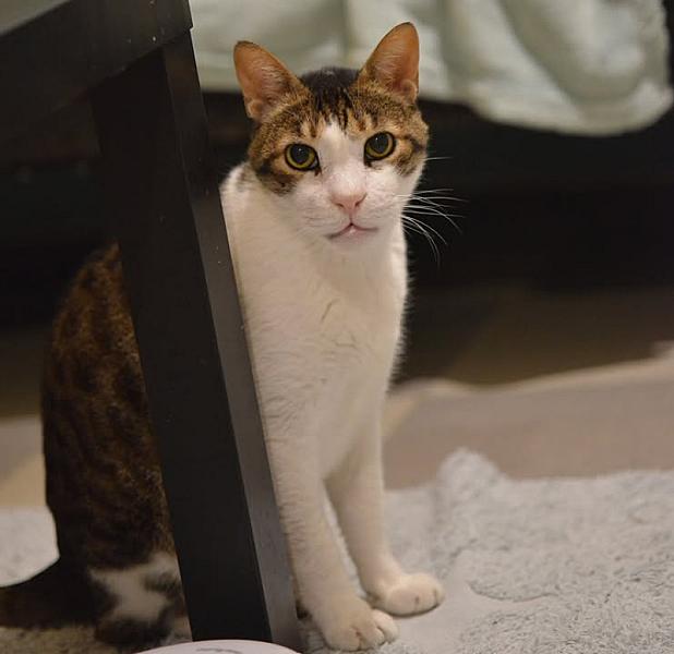 Kattenpraat
