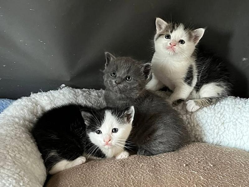 Kattenpraat