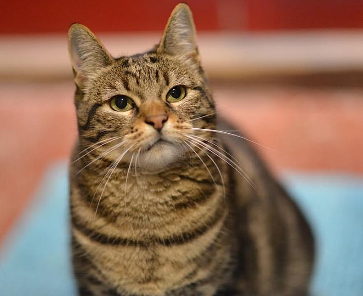 Kattenpraat