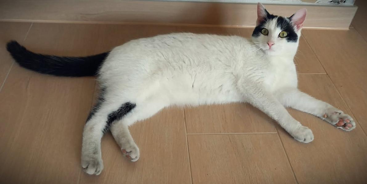 Kattenpraat