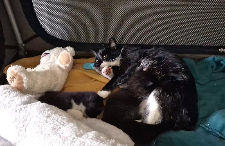 Kattenpraat