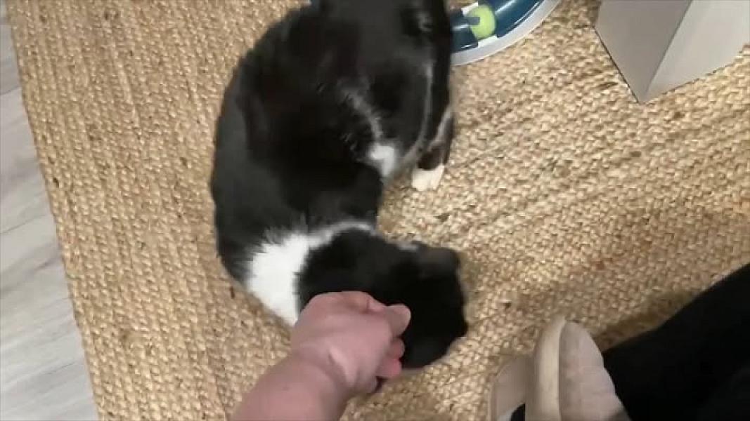Kattenpraat