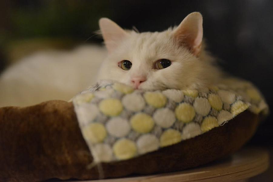 Kattenpraat