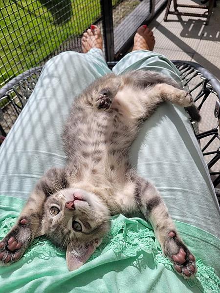 Kattenpraat
