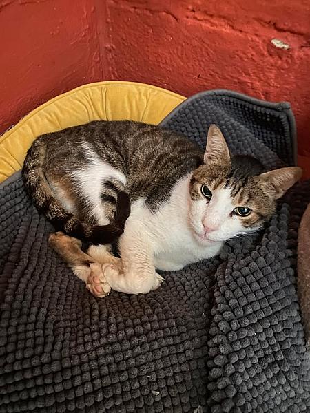 Kattenpraat