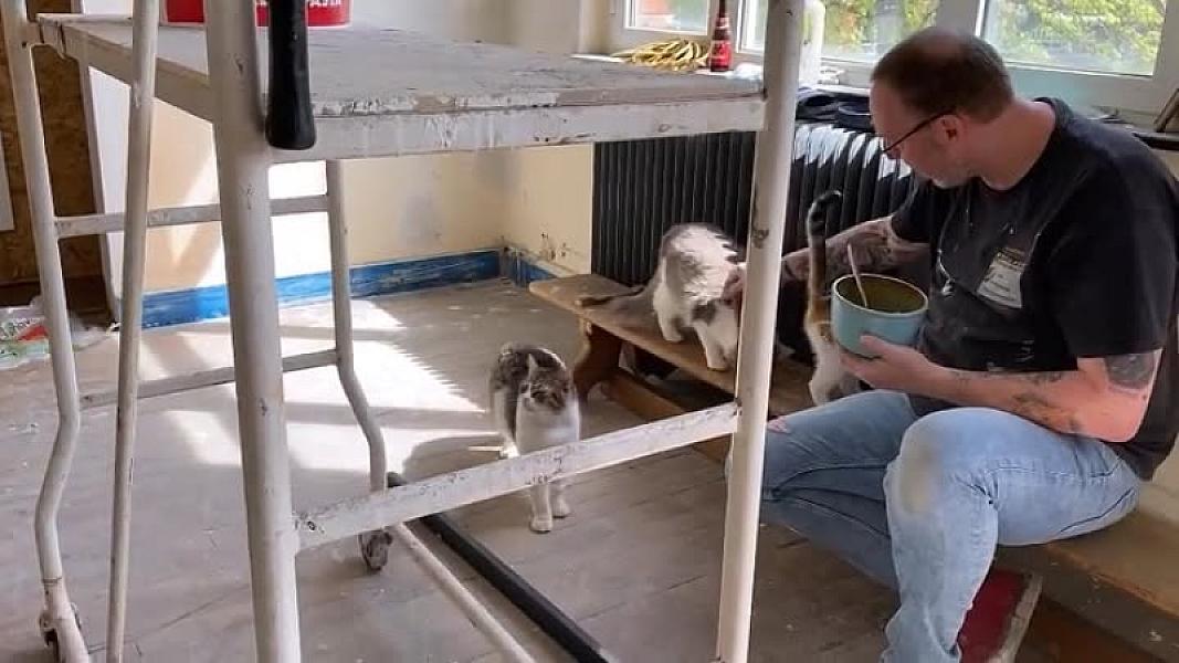 Kattenpraat