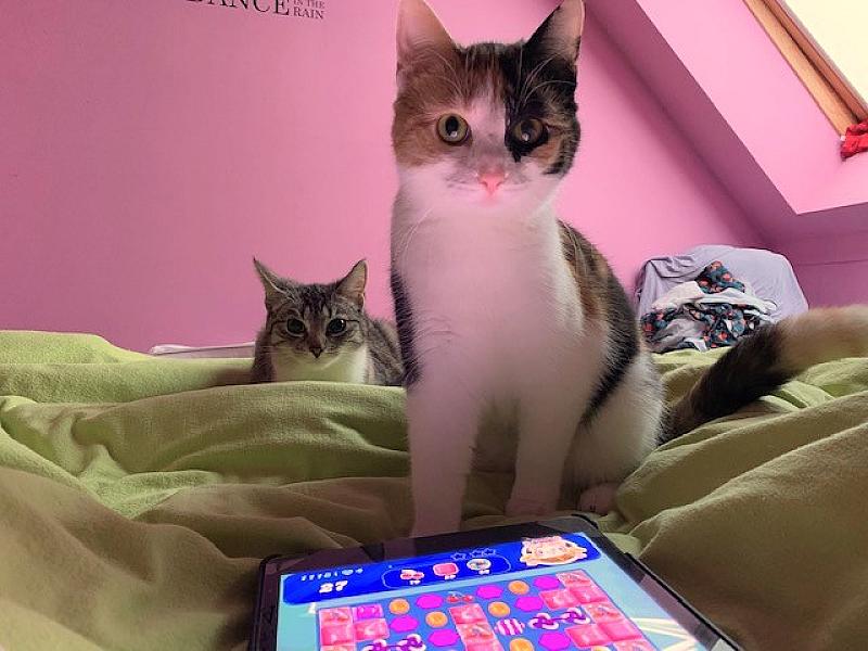 Kattenpraat