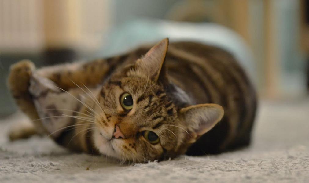 Kattenpraat