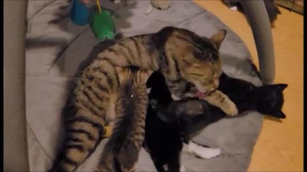 Kattenpraat