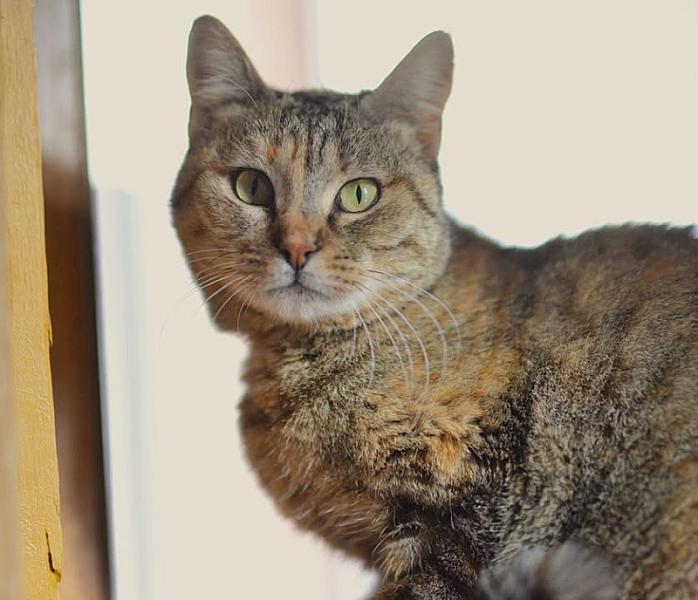 Kattenpraat