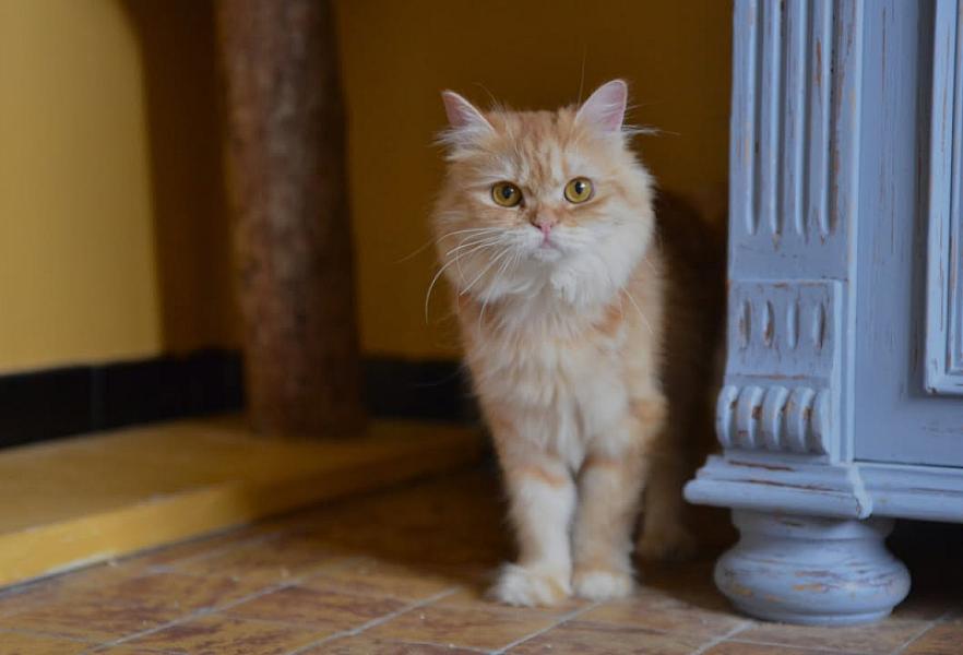 Kattenpraat