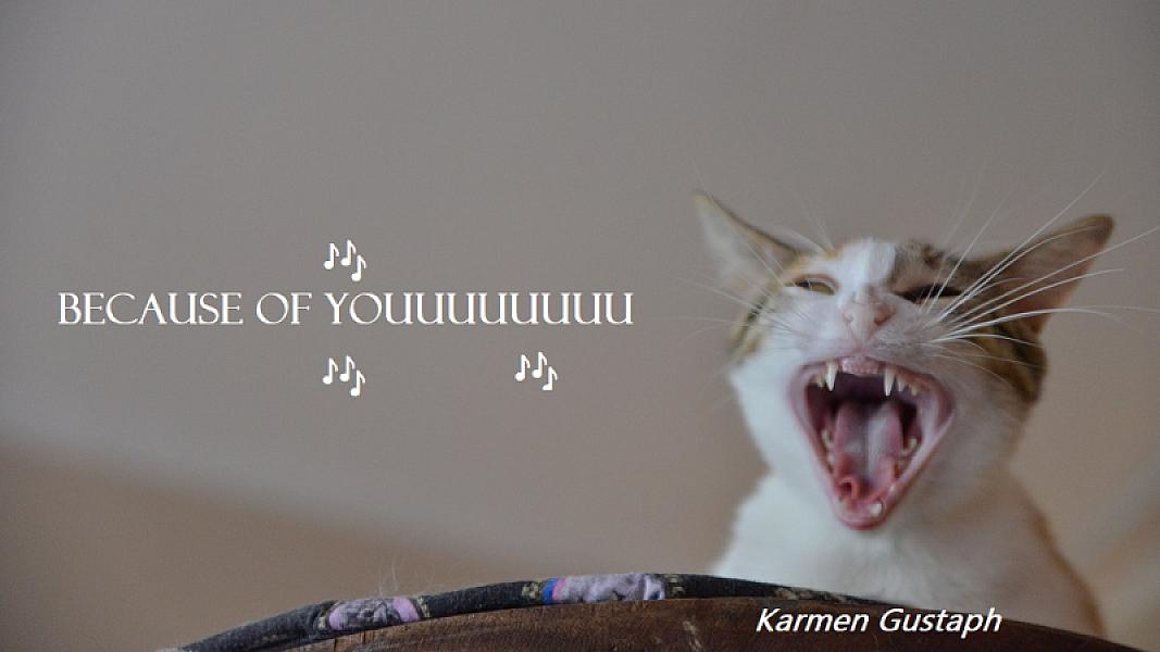 Kattenpraat