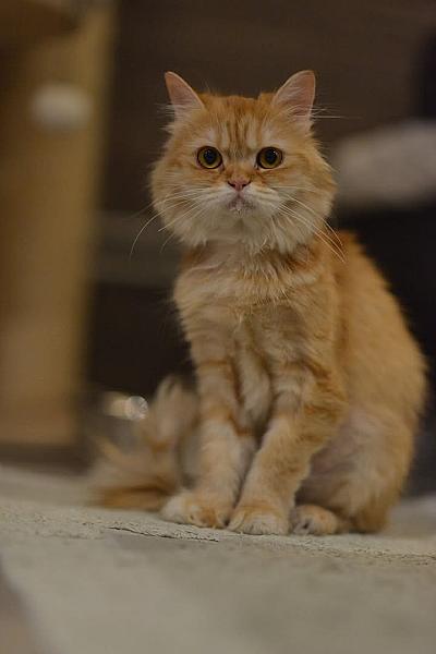 Kattenpraat
