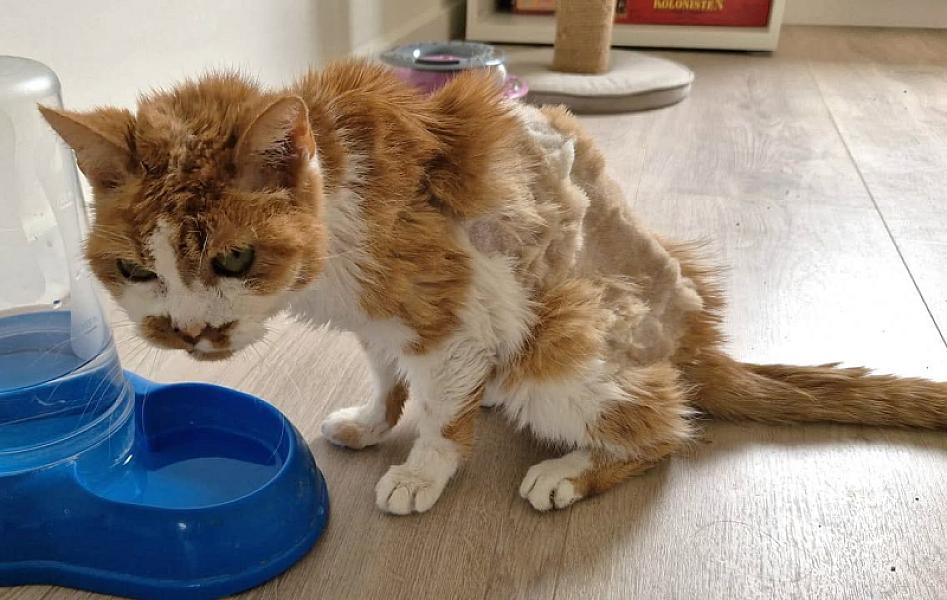 Kattenpraat