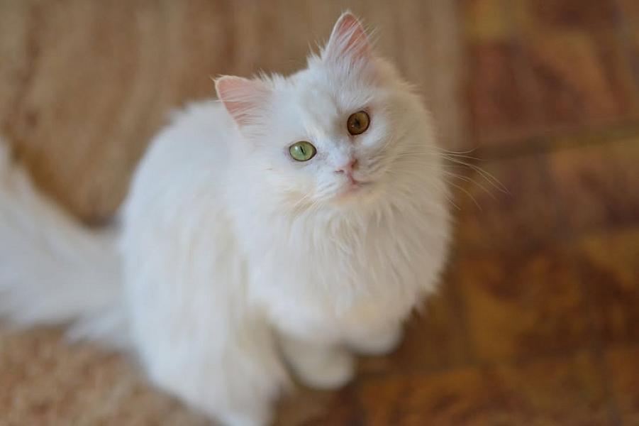 Kattenpraat